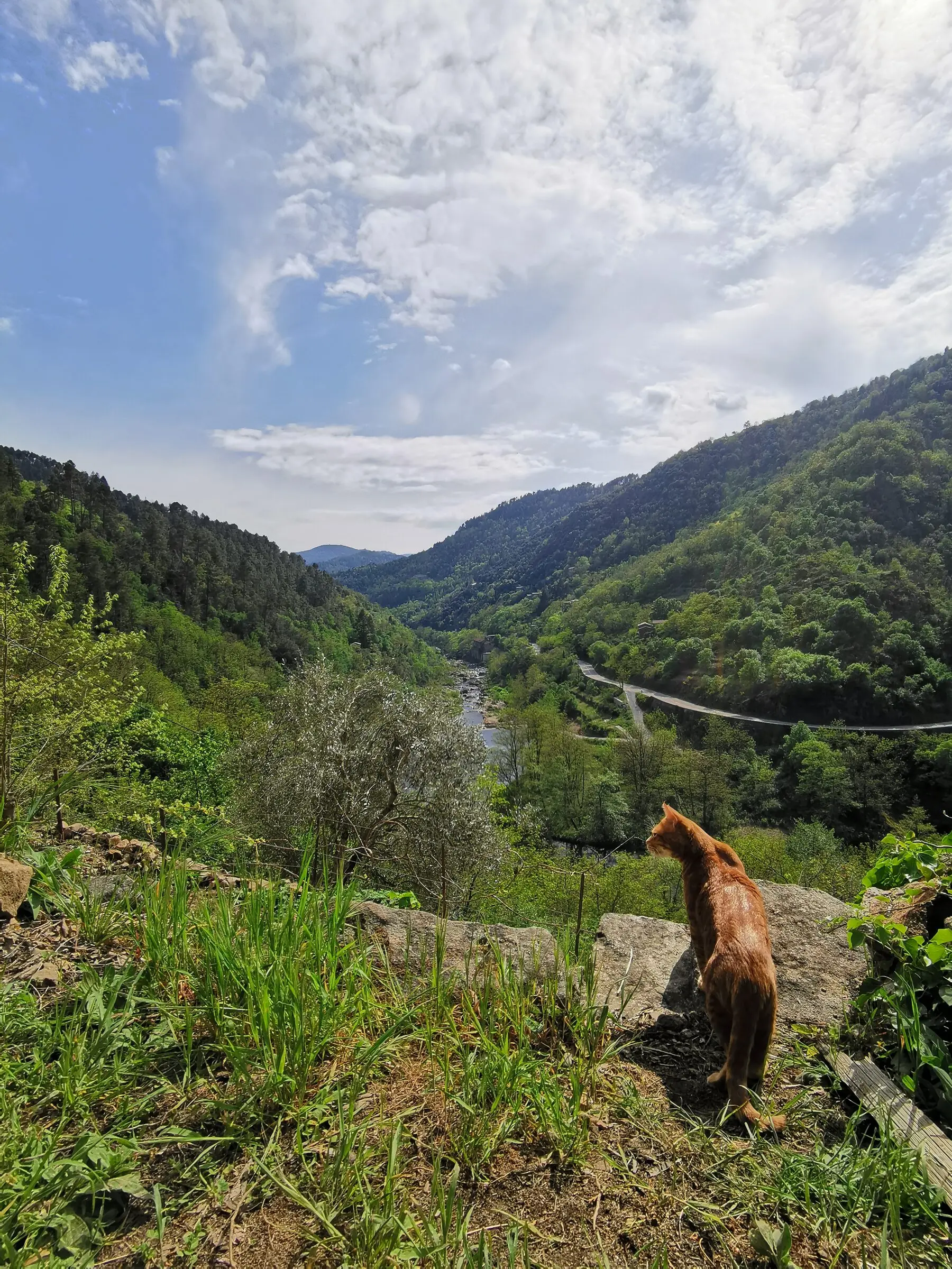 Chat sur la terrasse, face à la vallée de l'Eyrieux