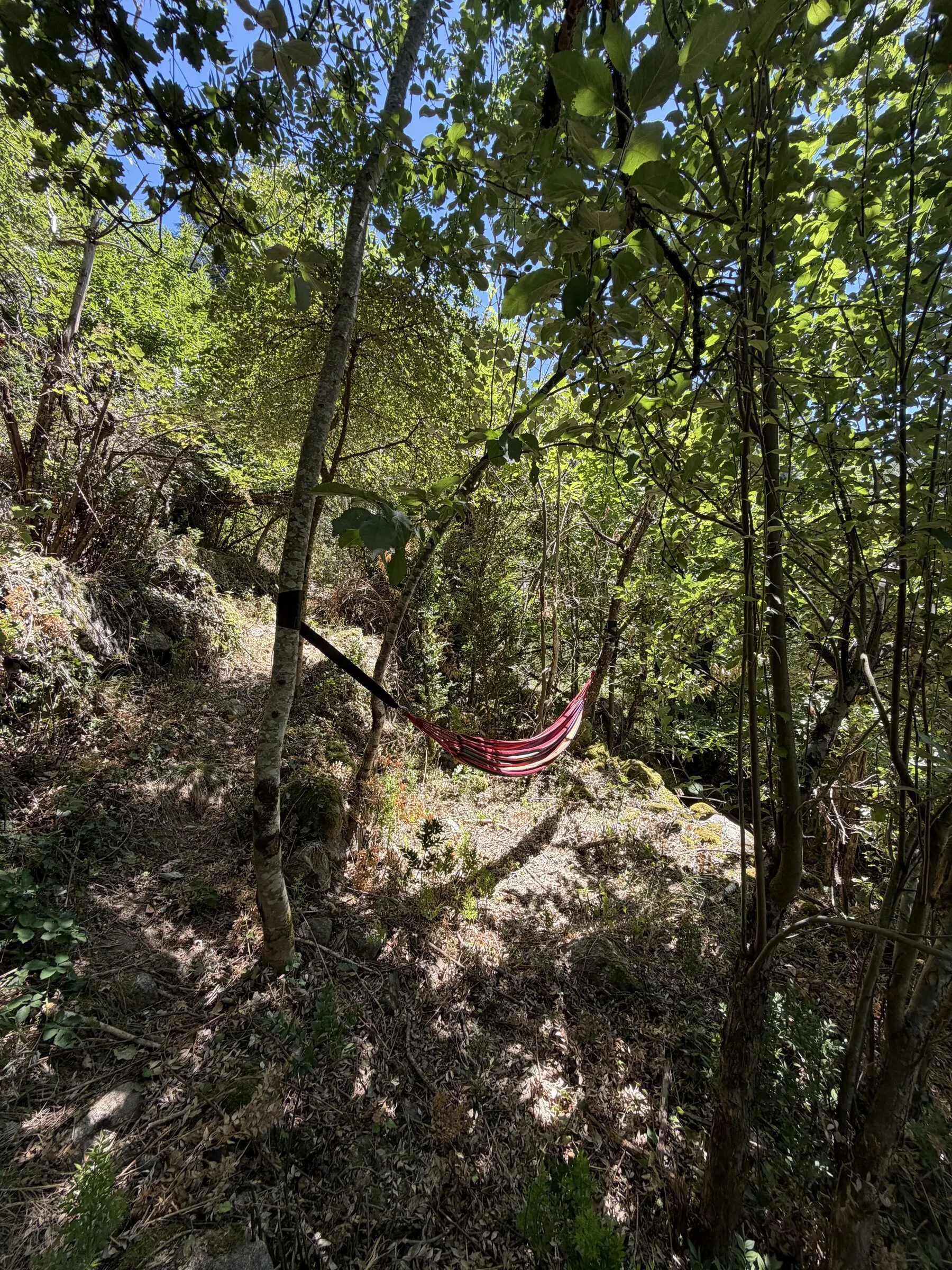Hamac suspendu entre les arbres sur un sentier du domaine